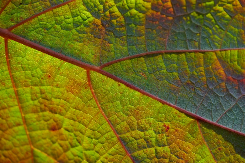 close up of the leaf's colors, including blue and green