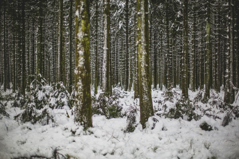 a snow covered forest with a white bird flying in the air