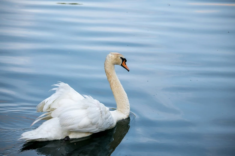 a swan is floating in the water with it's beak out