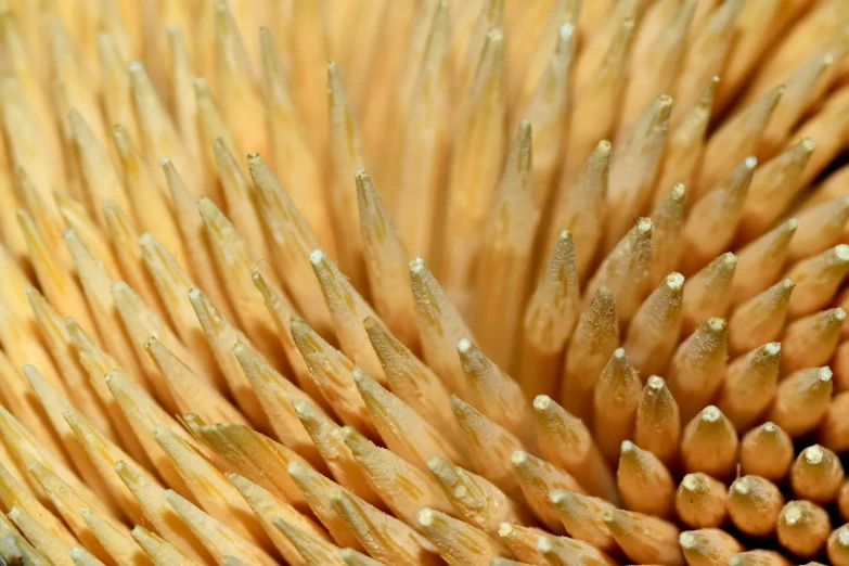 a closeup po of a plant that has a very long, spiky structure