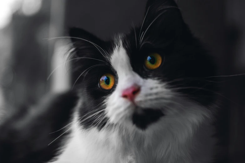 black and white cat with a large orange eyes staring at soing