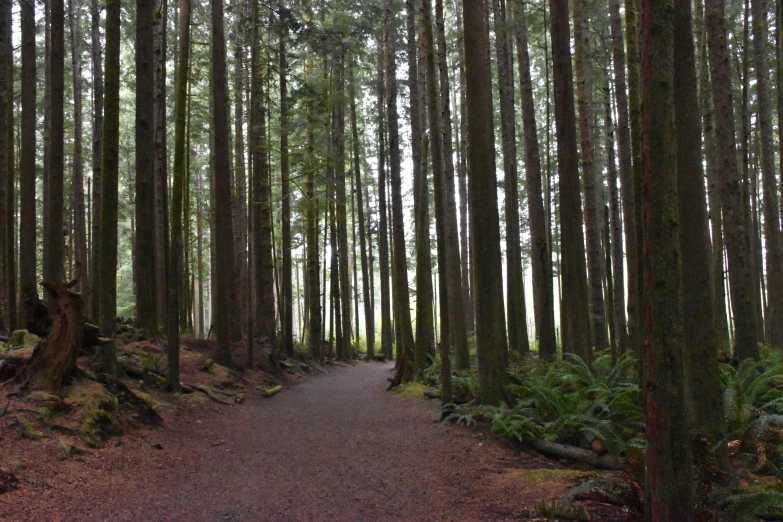 a narrow road leads into the middle of an unpaved area