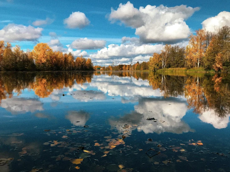 trees reflected in a calm water with a blue sky