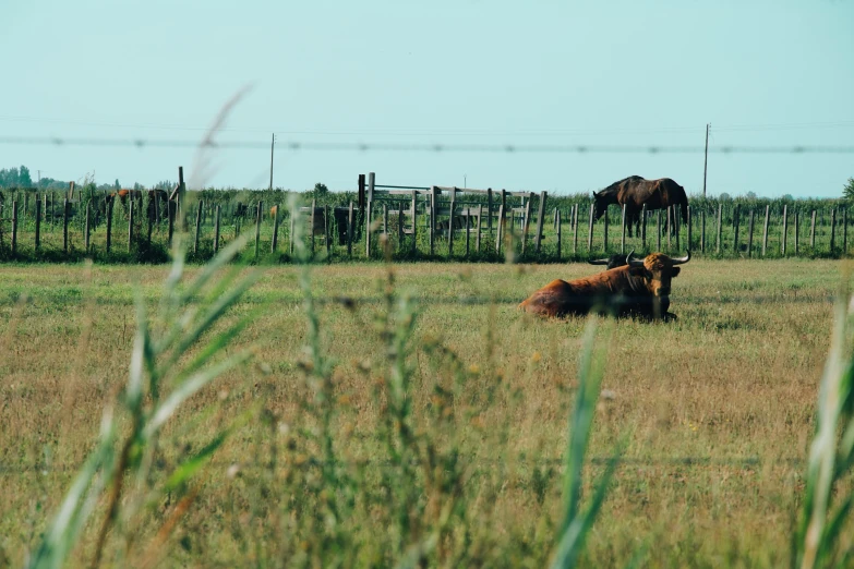 the cow is lying down in the grass