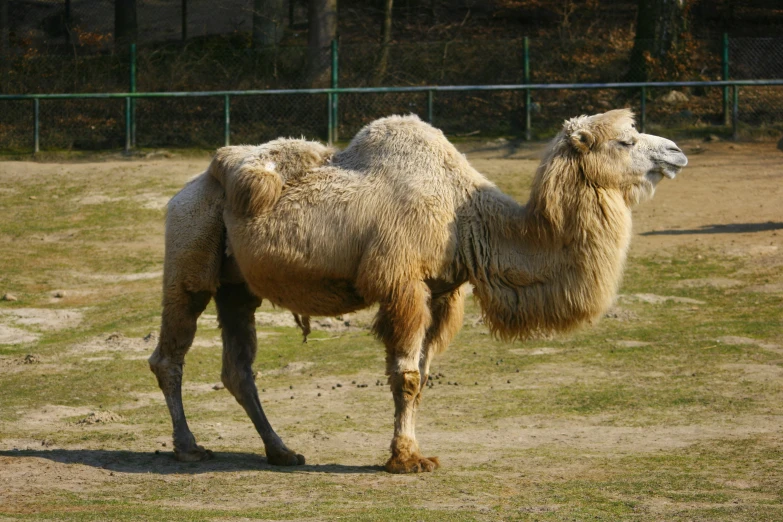 a camel is standing on the grassy field