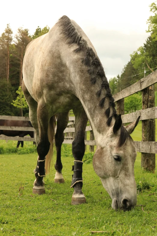 a horse that is standing on some grass