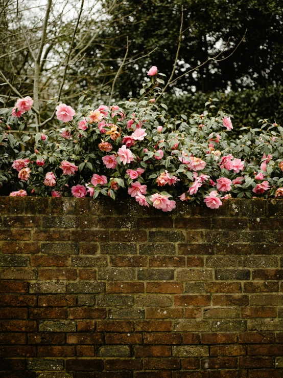 pink flowers blooming on the side of a brick wall