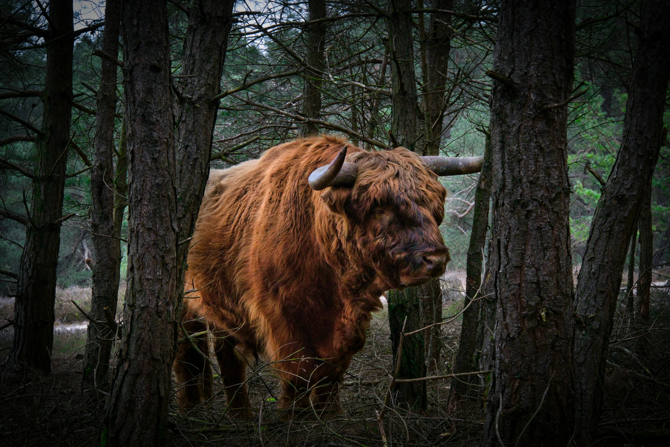 a brown horned animal stands in front of some trees