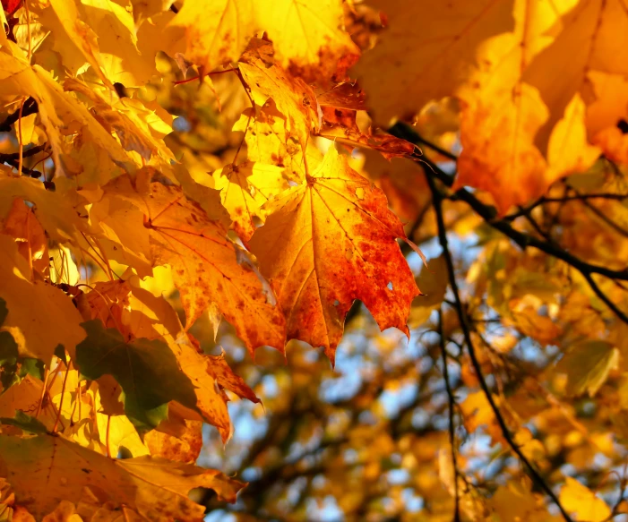 a bunch of autumn leaves that have yellow and orange