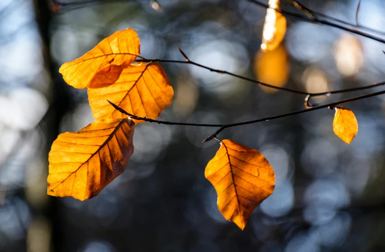 a group of yellow leaves hanging from a tree