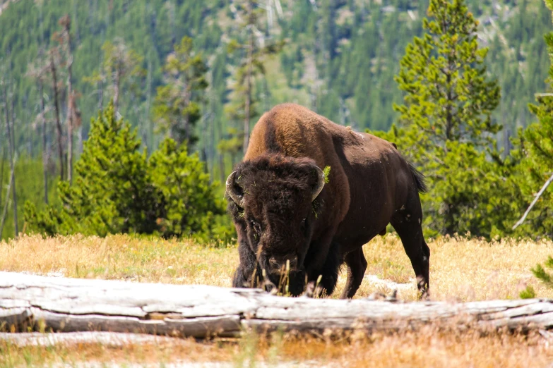 a bison in the grass near some trees