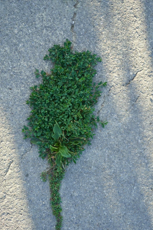 a plant sits in the middle of the road