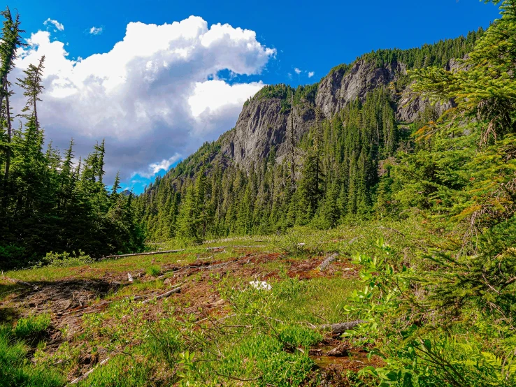 a forest has a grassy, hilly area with a few trees in the background