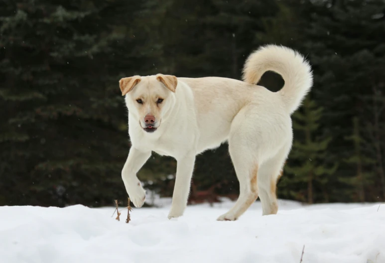 a dog that is walking in the snow