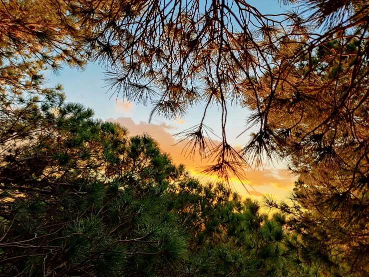 the sunset is setting behind some pine trees