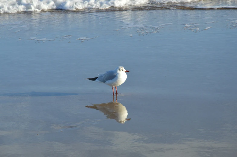 seagull stands alone on a wet beach next to the ocean