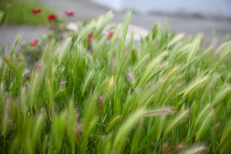 some grass some red flowers and a road