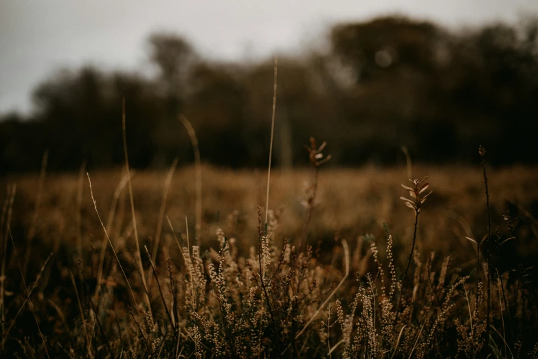 small flowers that are growing in the grass