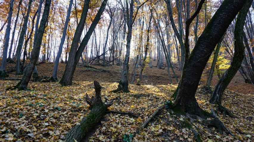 an empty wooded area covered in leaves