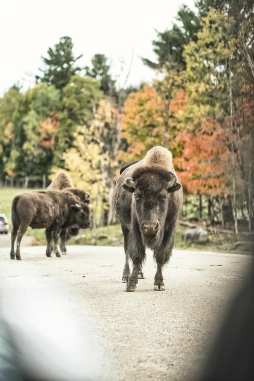 two bison crossing a road in the forest