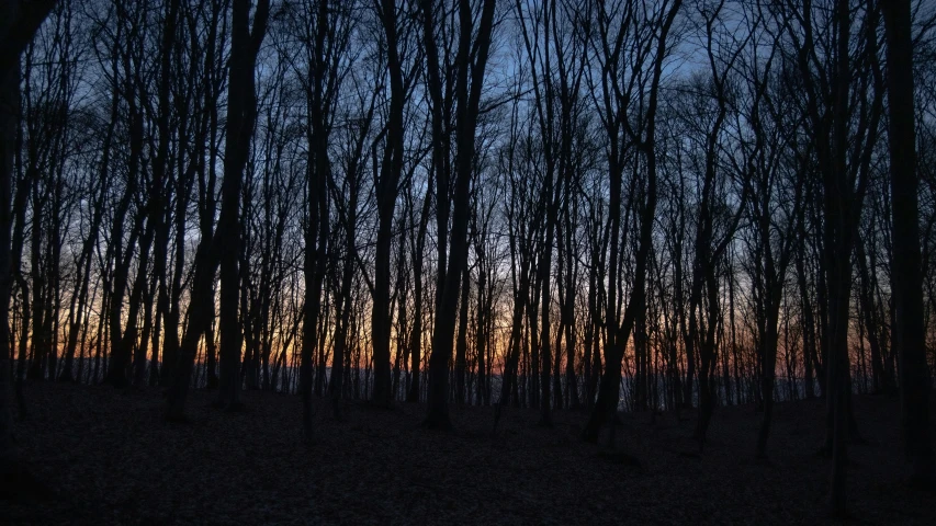 a picture of the sun through some trees