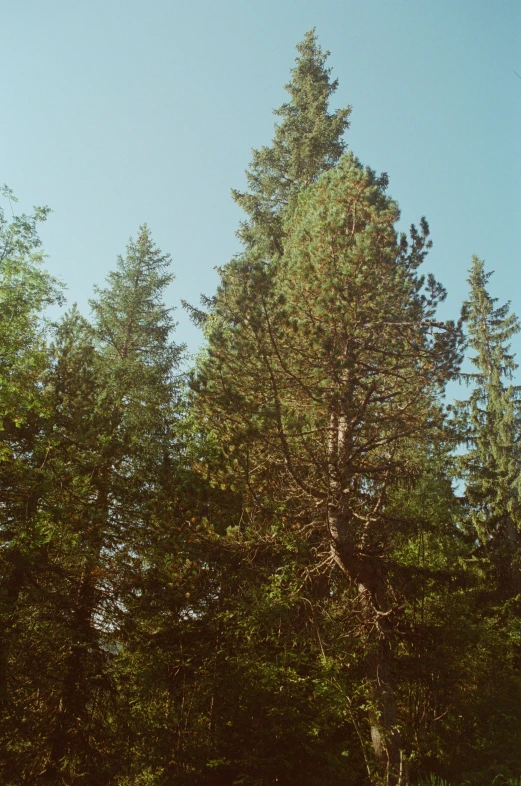 two cows grazing next to tall trees under a blue sky