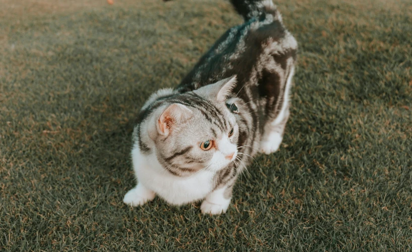 a cat with an odd look is in the grass