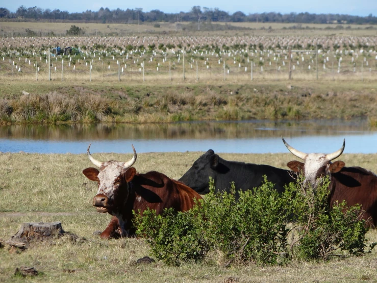 the two bulls are resting in a field by the water