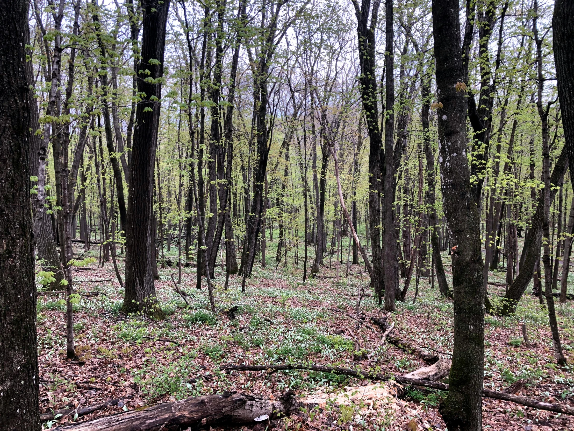 an area with many trees in it, and some logs and a bench