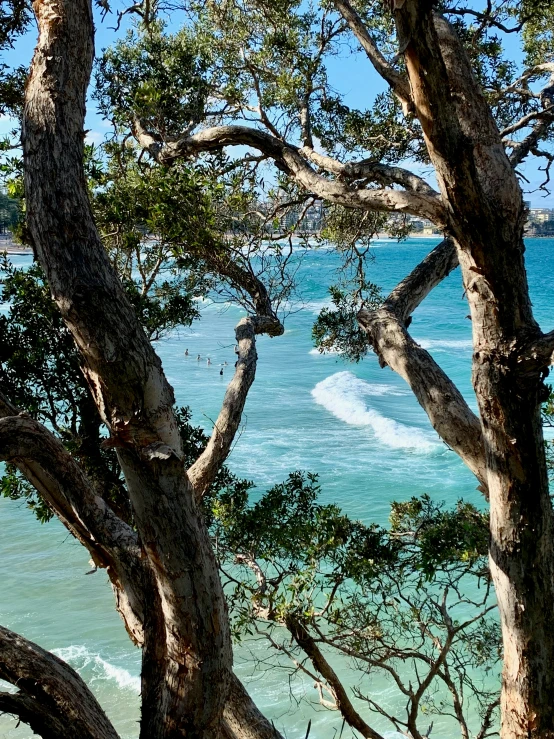 a picture of some water trees and rocks