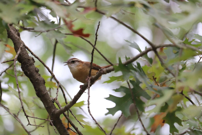 there is a bird that is perched on the tree nch