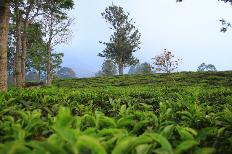 two trees on a hill with bushes surrounding it