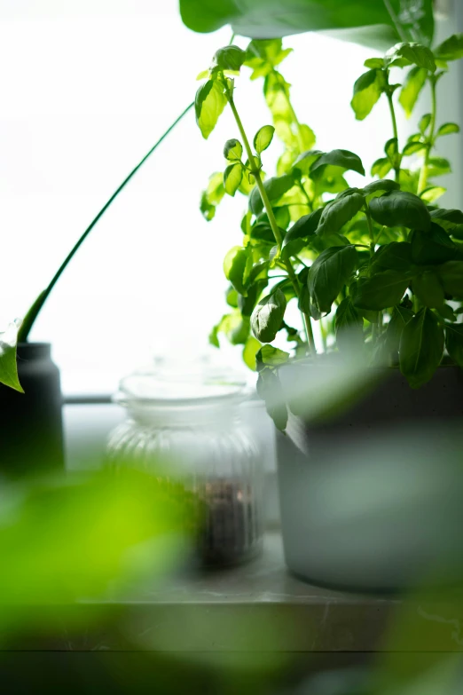 a plant is sitting in a clear window sill