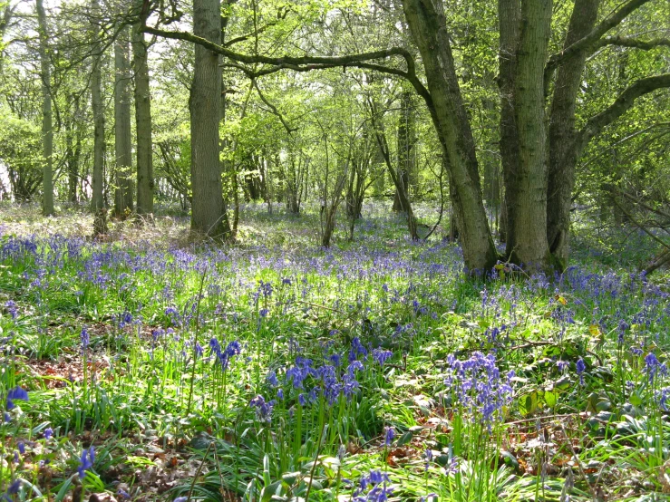 a very pretty forest full of purple flowers