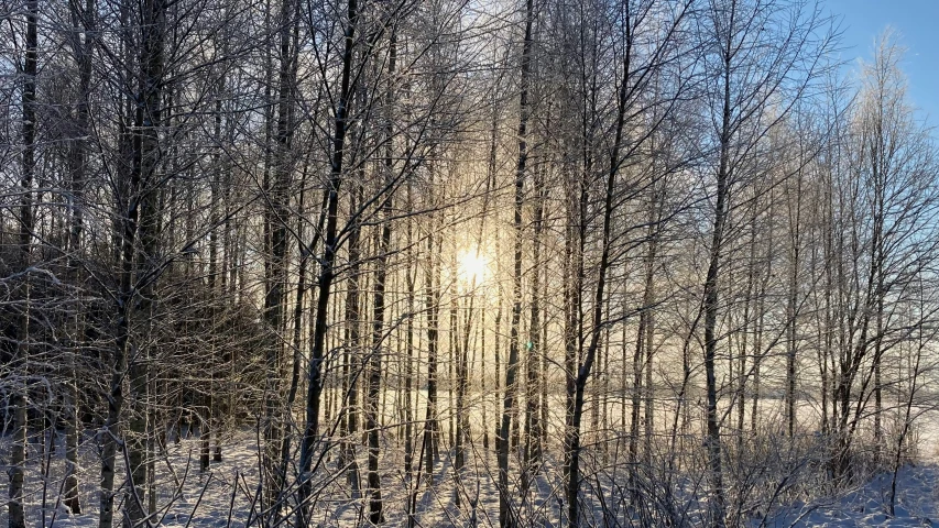 a po of winter trees in the snow