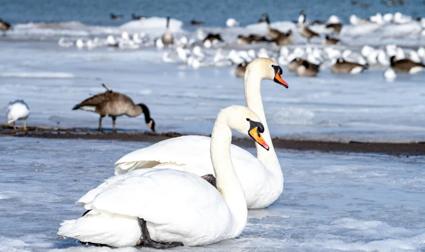 two swans, one sitting on top of the other in ice