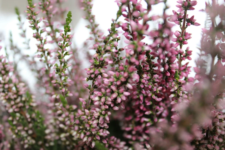 pink flowers that are in bloom on the outside