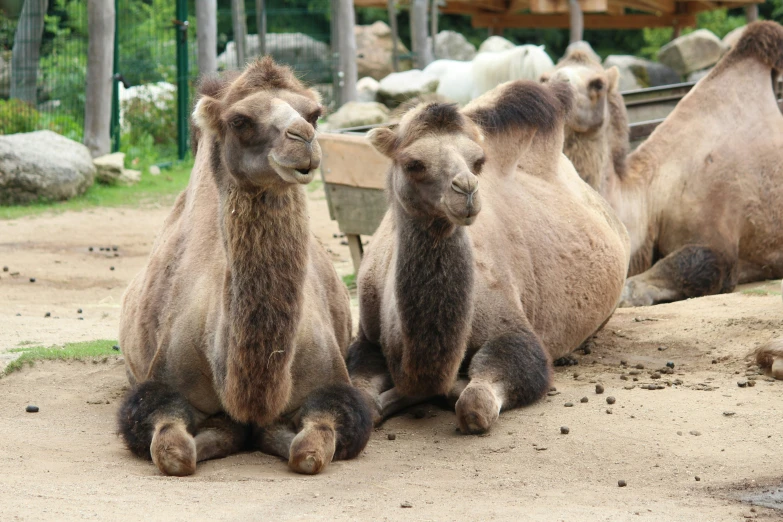 three camels in the sand near each other