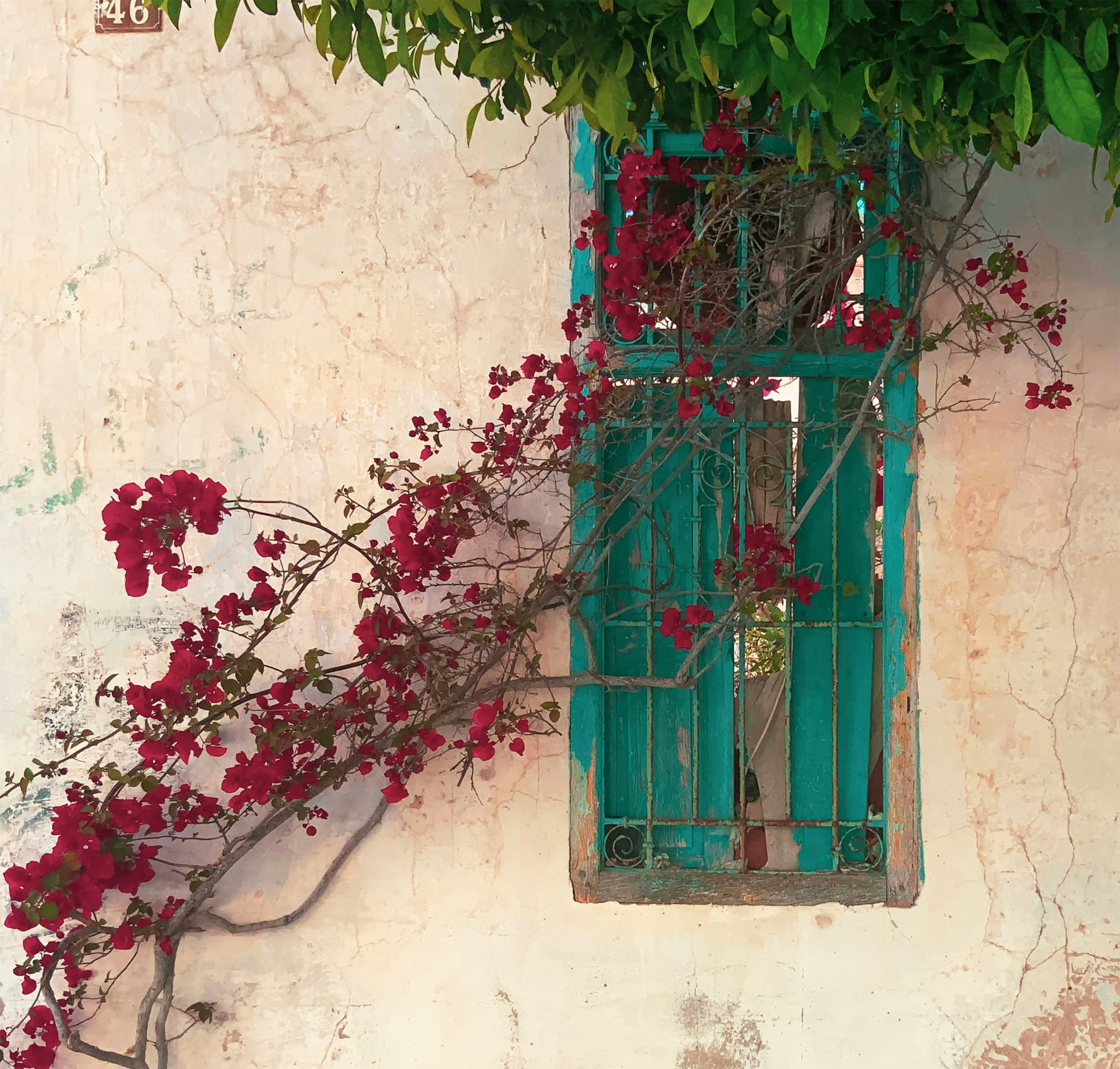 a window with a curtain and a plant next to it