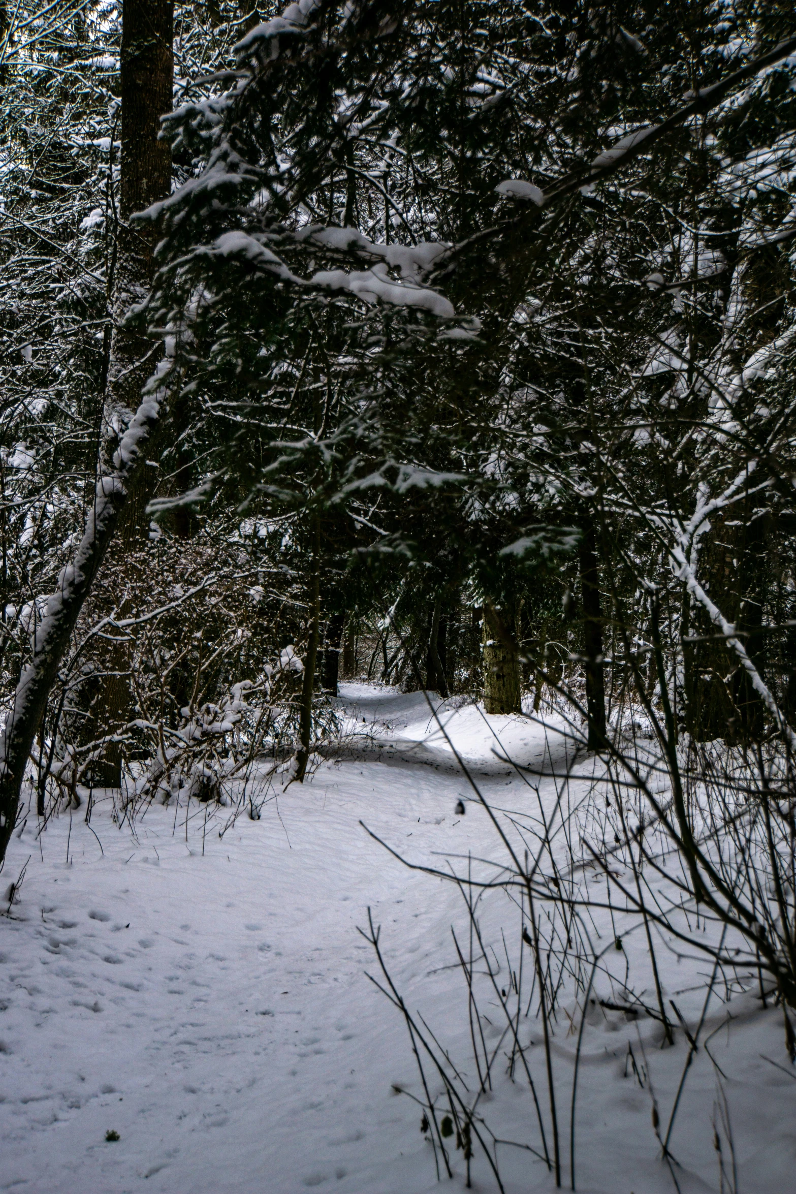 the walk way in the forest has snow on it