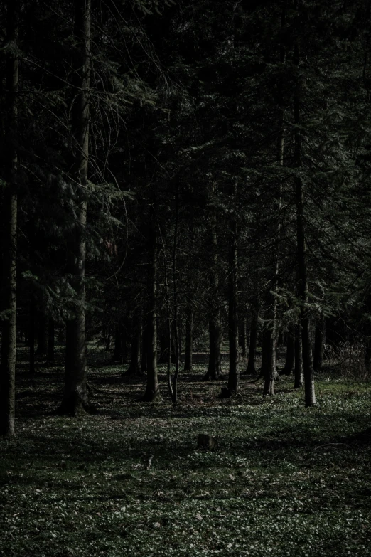 a lone bench is sitting on the ground near tall pine trees