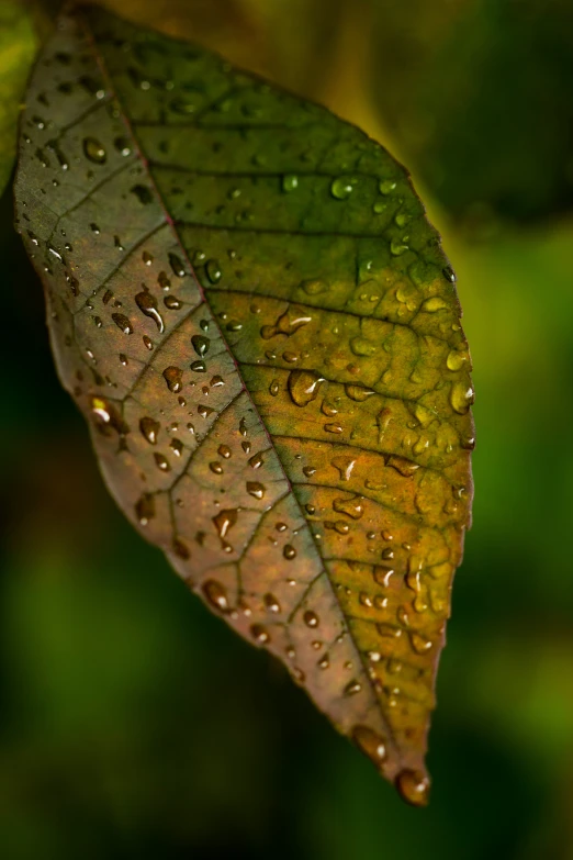 a green leaf that has some water drops on it