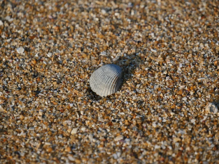 a sea shell on the sandy beach with a water reflection