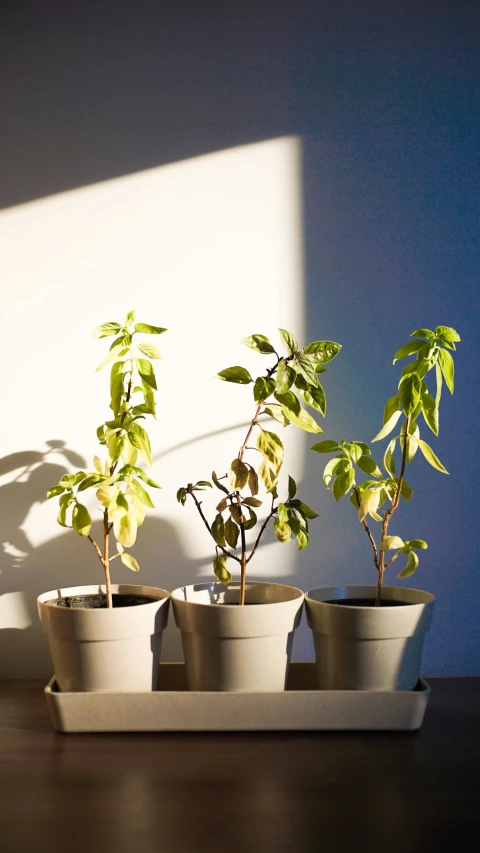 the small potted plants are in the tray