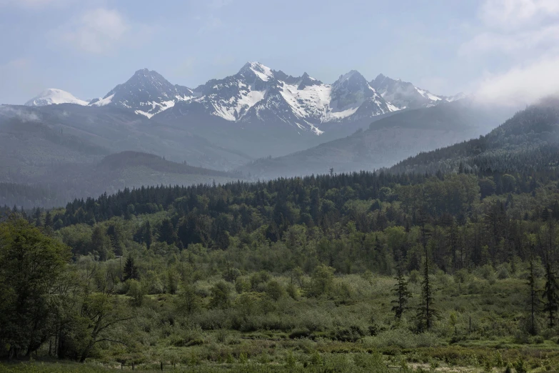 snow - capped mountains stand in the background as a herd grazes along a wooded area