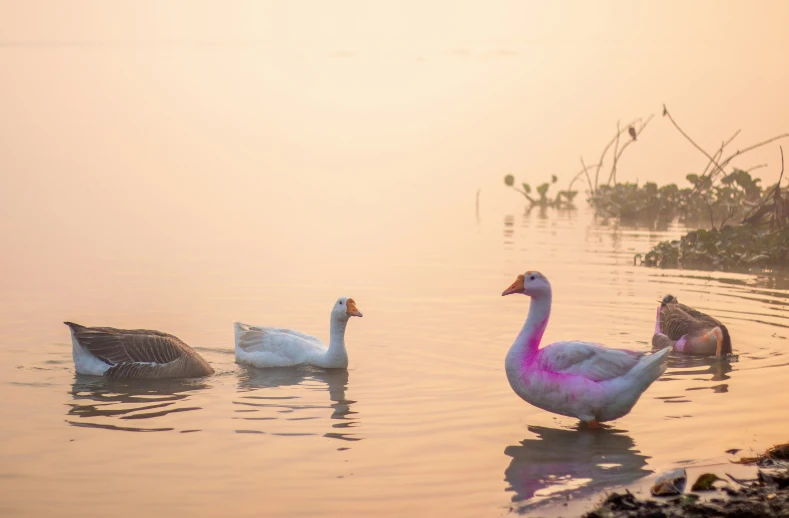 three birds swim in the water of a lake