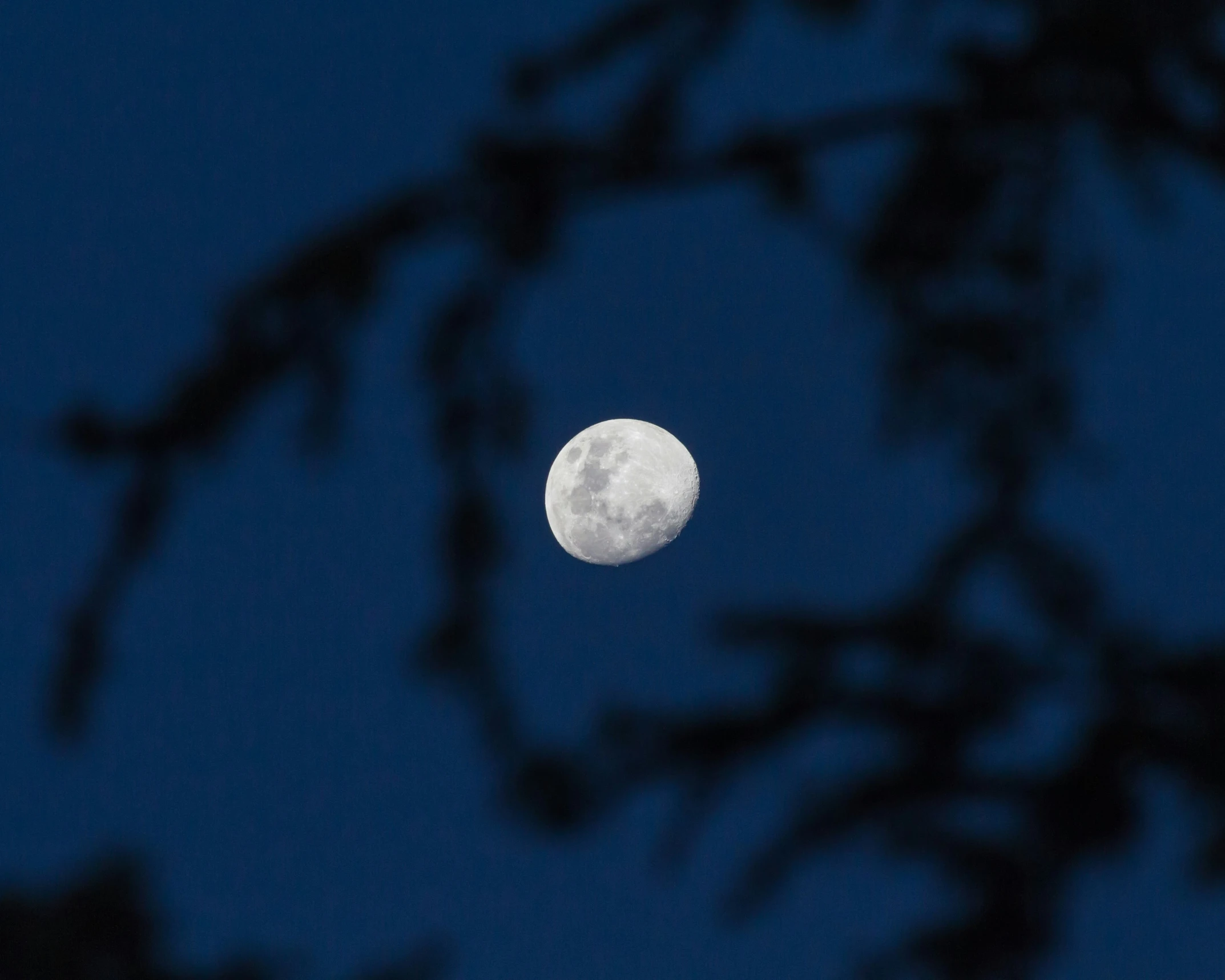 the full moon as seen through the nches of a tree