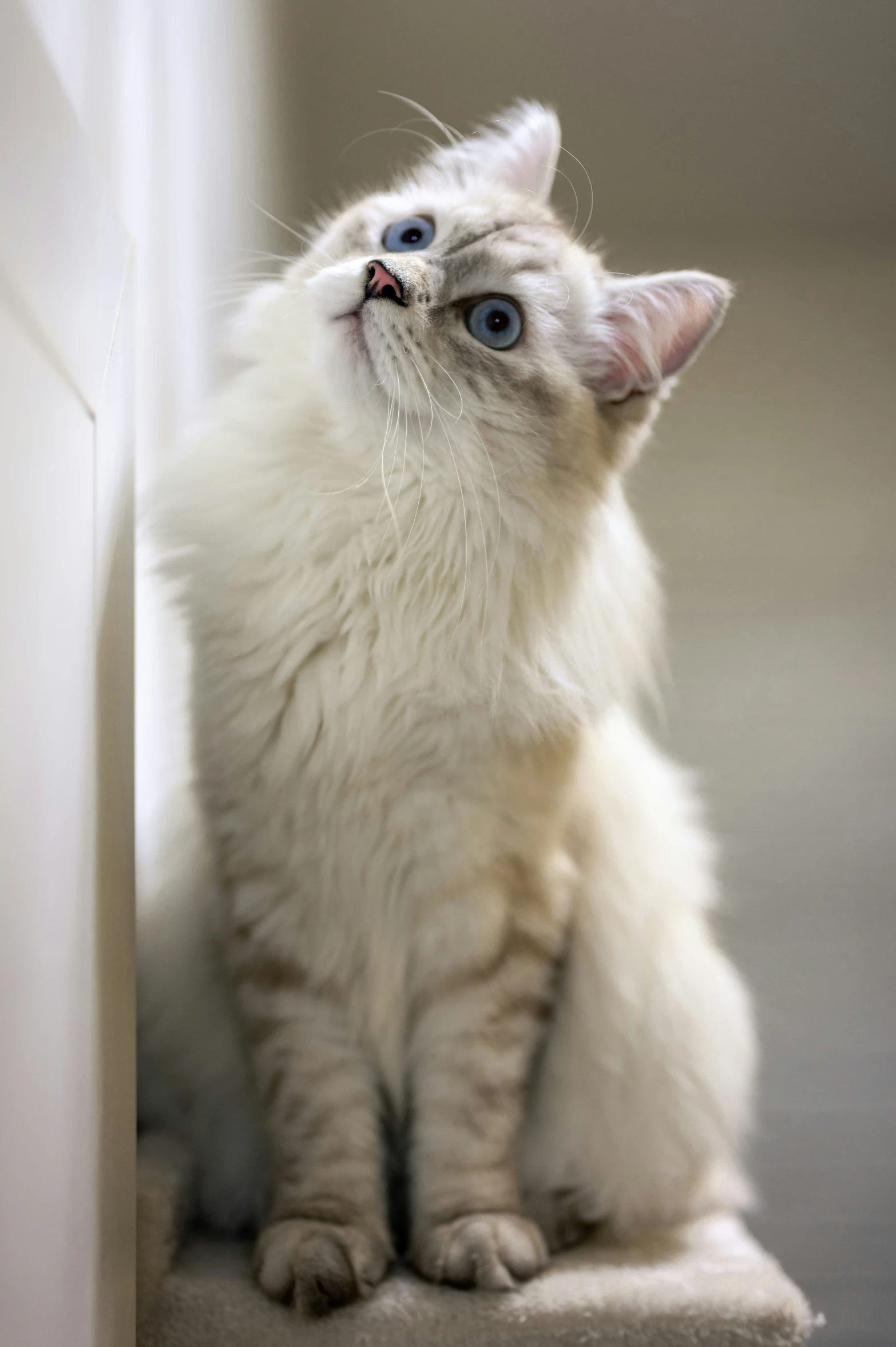 a small kitten with blue eyes looking up