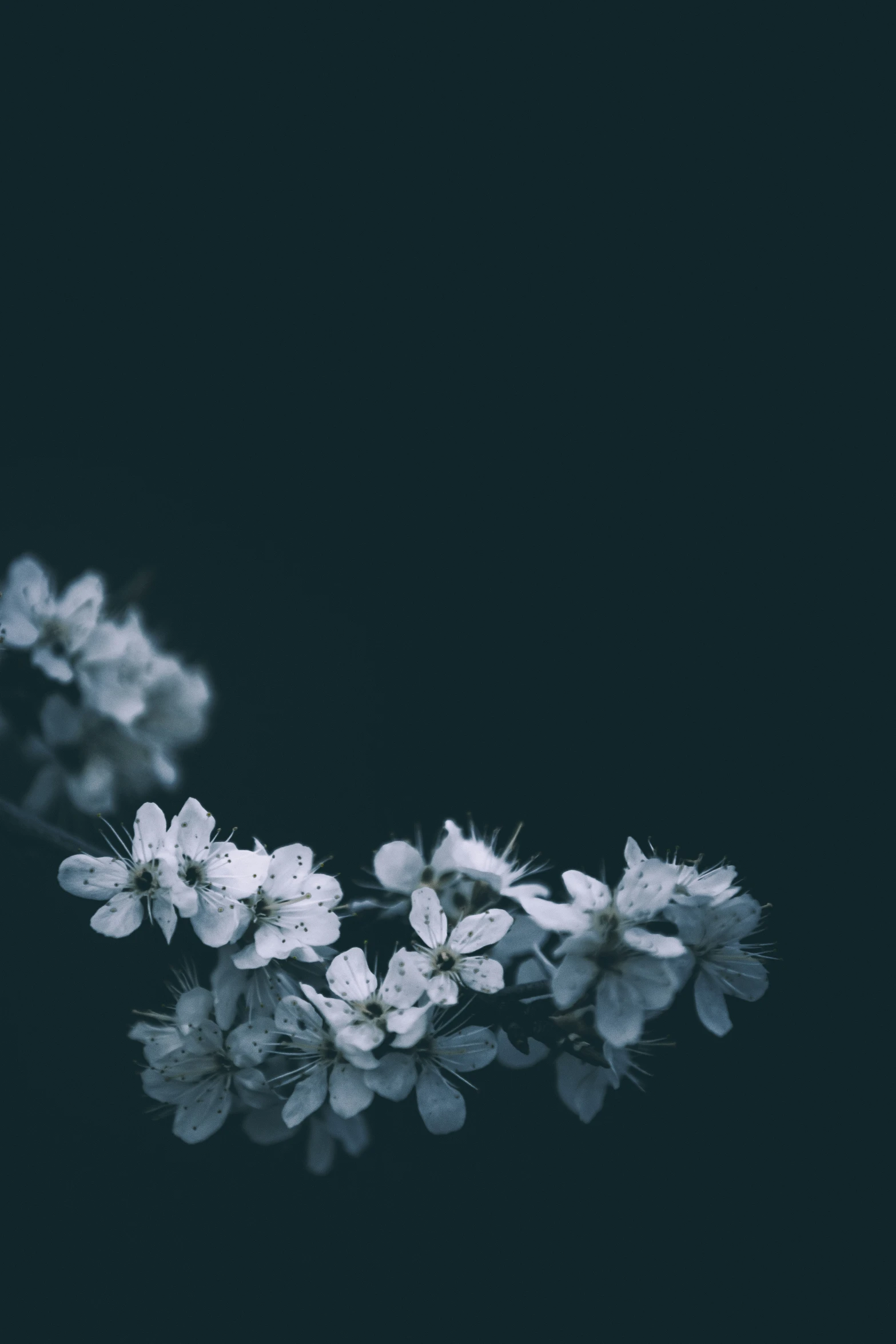 a cluster of white flowers and nches against a dark background