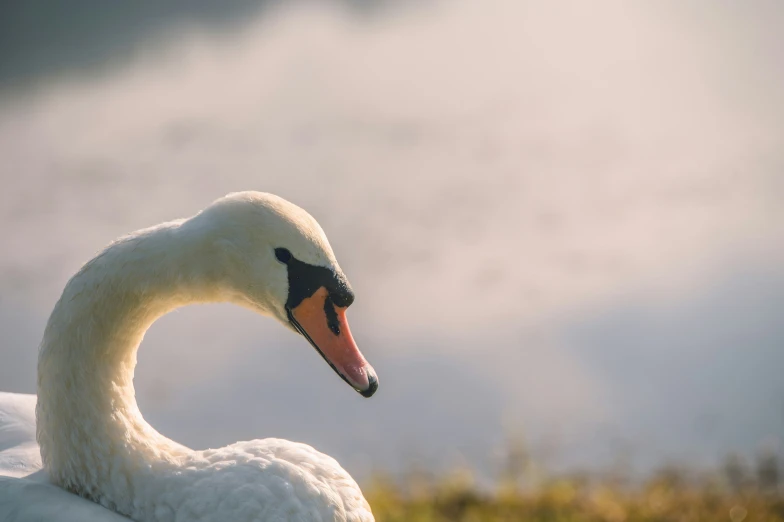 a swan sitting on a green grassy field